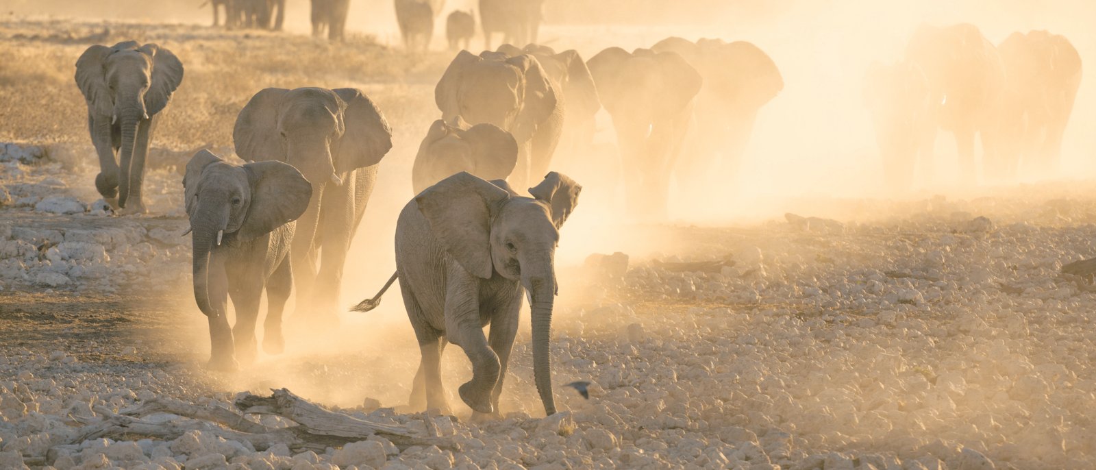Elephants at Okaukuejo Water hole at sunset with yellow dust