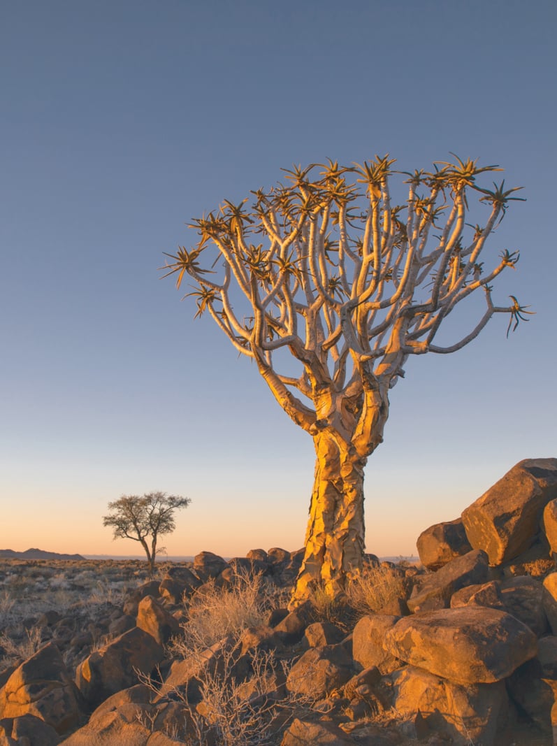 Beautiful Quivertree Kokerboom Forest in early morning sunlight in Southern Namibia desert