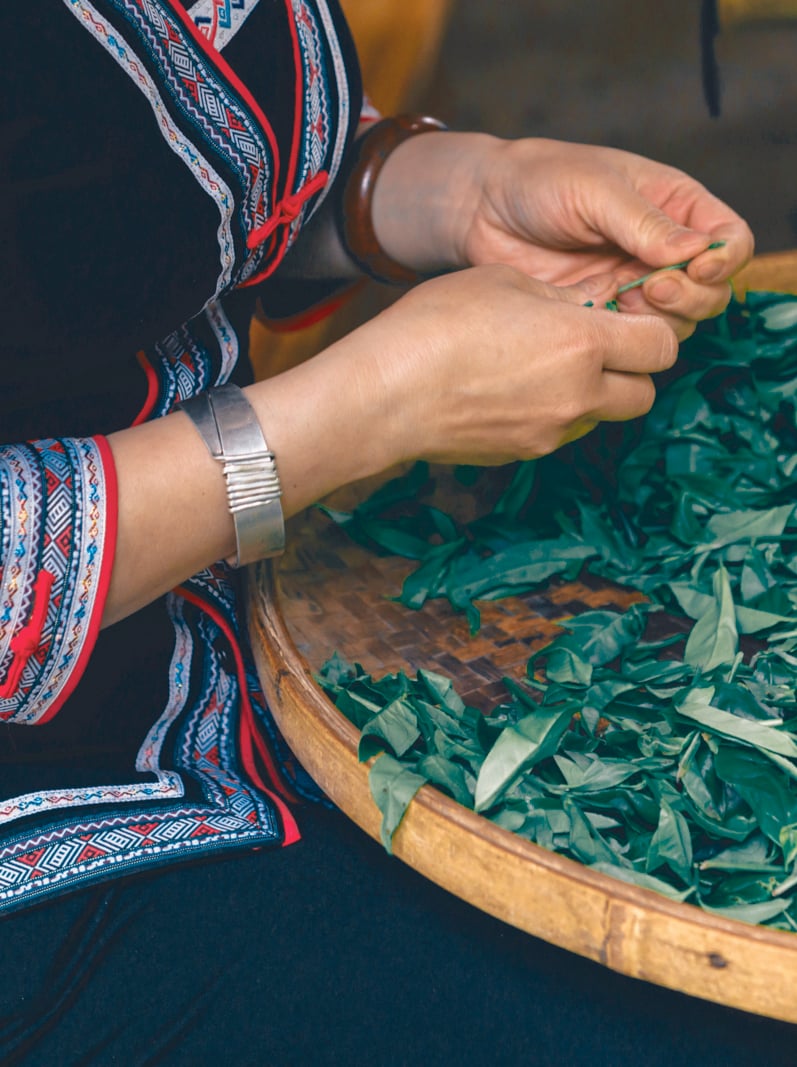 close up on chinese womans hands sorting green tea leafs in basket