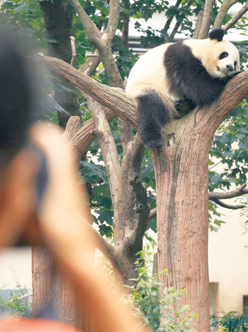woman photographer taking photo of panda