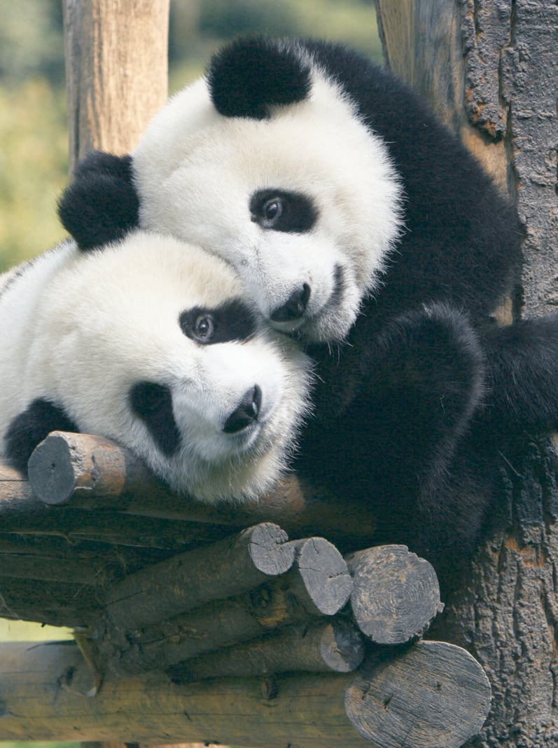 panda in zoo