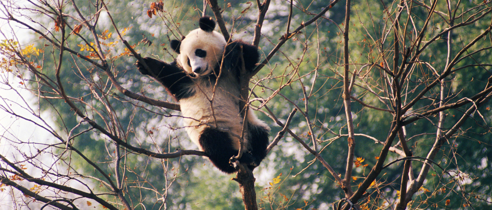 A young Giant Panda in a tree - at a nature reserve near Beijing