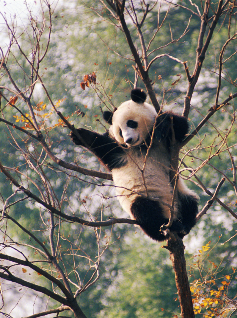A young Giant Panda in a tree - at a nature reserve near Beijing