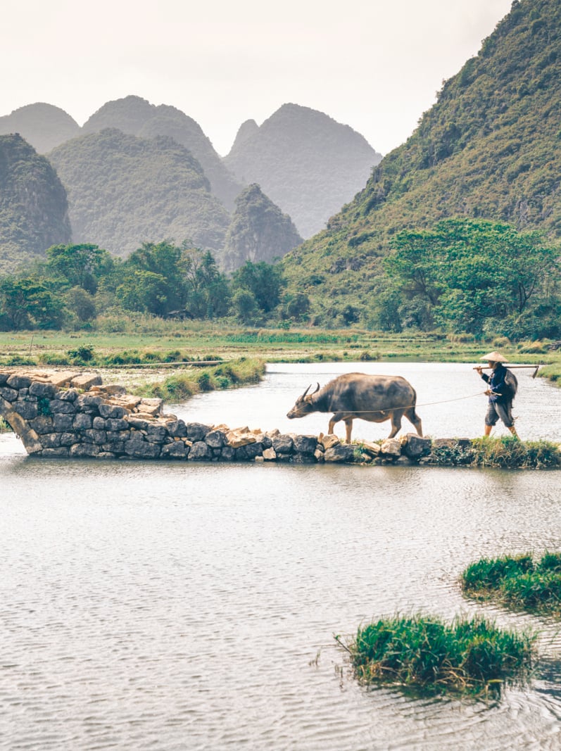 Old chinese farmer with buffalo against rice field Yangshuo, China