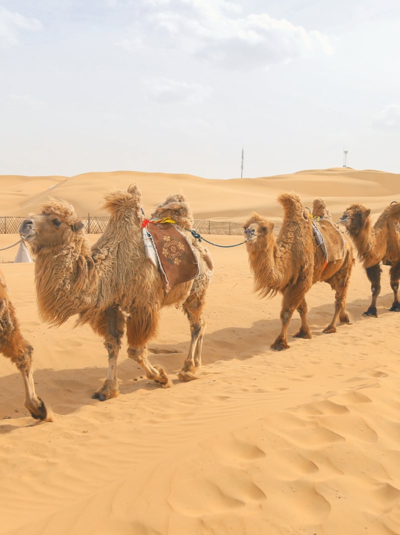 Camels in the desert. Kubuqi desert, Inner Mongolia, China