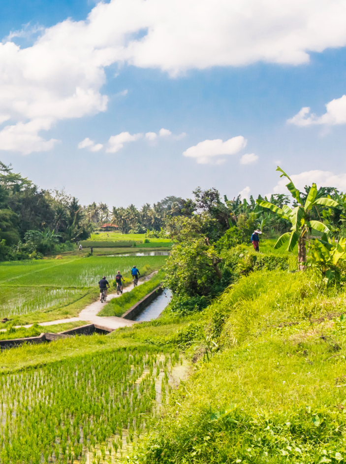 Bicycle path through the rice fields near Ubud on Bali, Indonesia