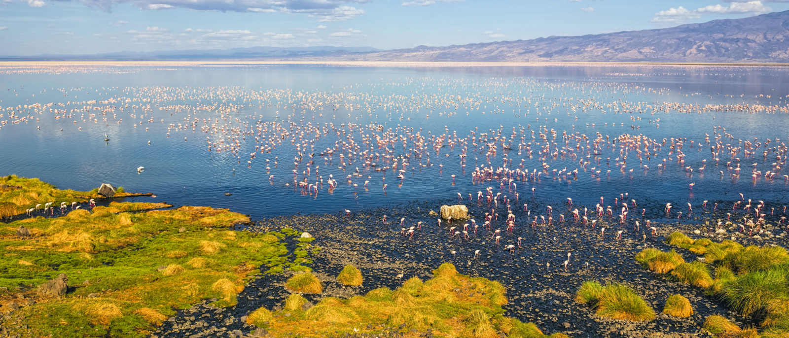 Lake Natron is a salt lake located in northern Tanzania, close to the Kenyan border, in the eastern branch of the East African Rift. The lake is the only regular breeding area in East Africa for the 2.5 million Lesser Flamingoes
