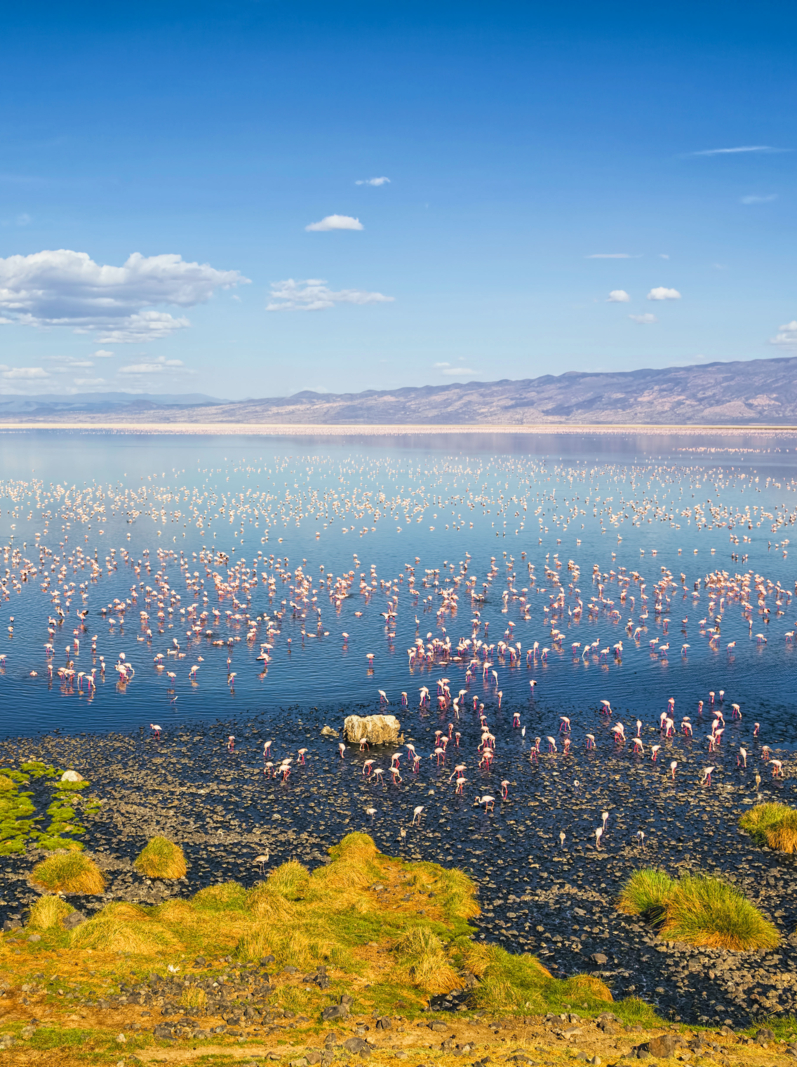 Lake Natron is a salt lake located in northern Tanzania, close to the Kenyan border, in the eastern branch of the East African Rift. The lake is the only regular breeding area in East Africa for the 2.5 million Lesser Flamingoes