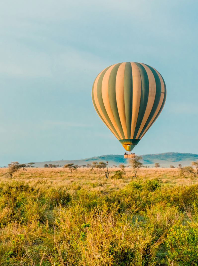 A single Giraffes stand infant of a passing by Hot Air Balloon in The Serengeti in Serengeti National Park, Tanzania.