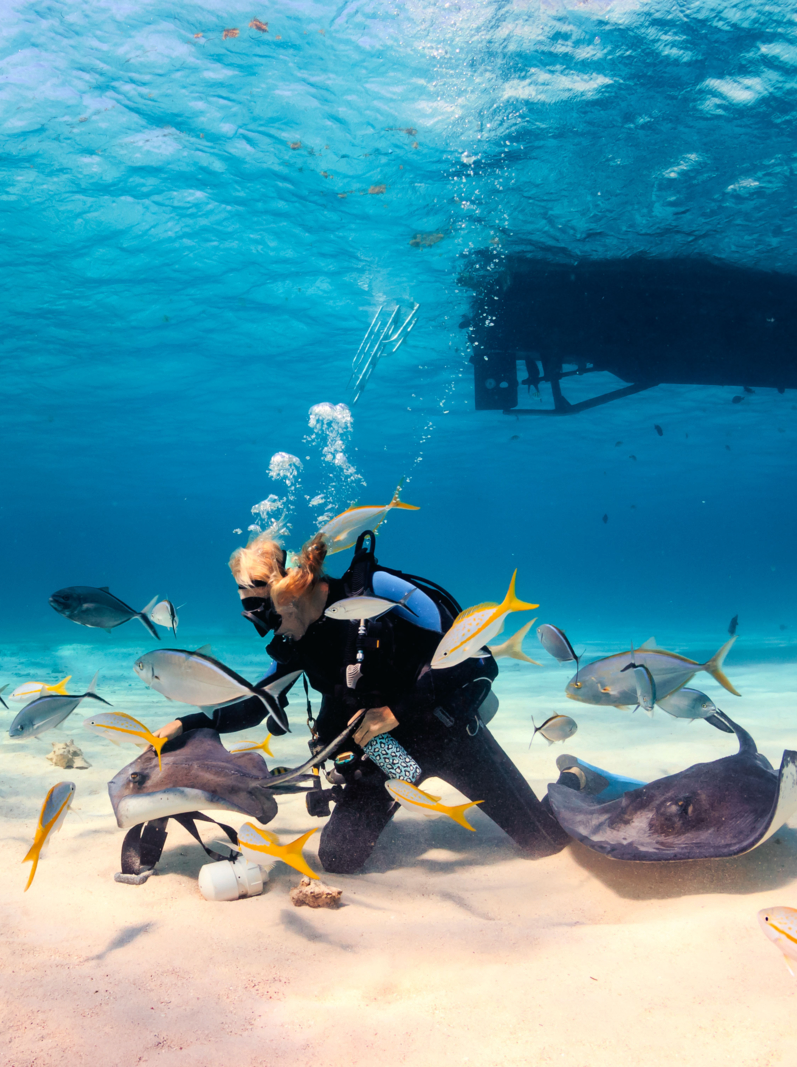 Plongeur de la SCUBA jouant avec Stingrays dans des eaux peu profondes