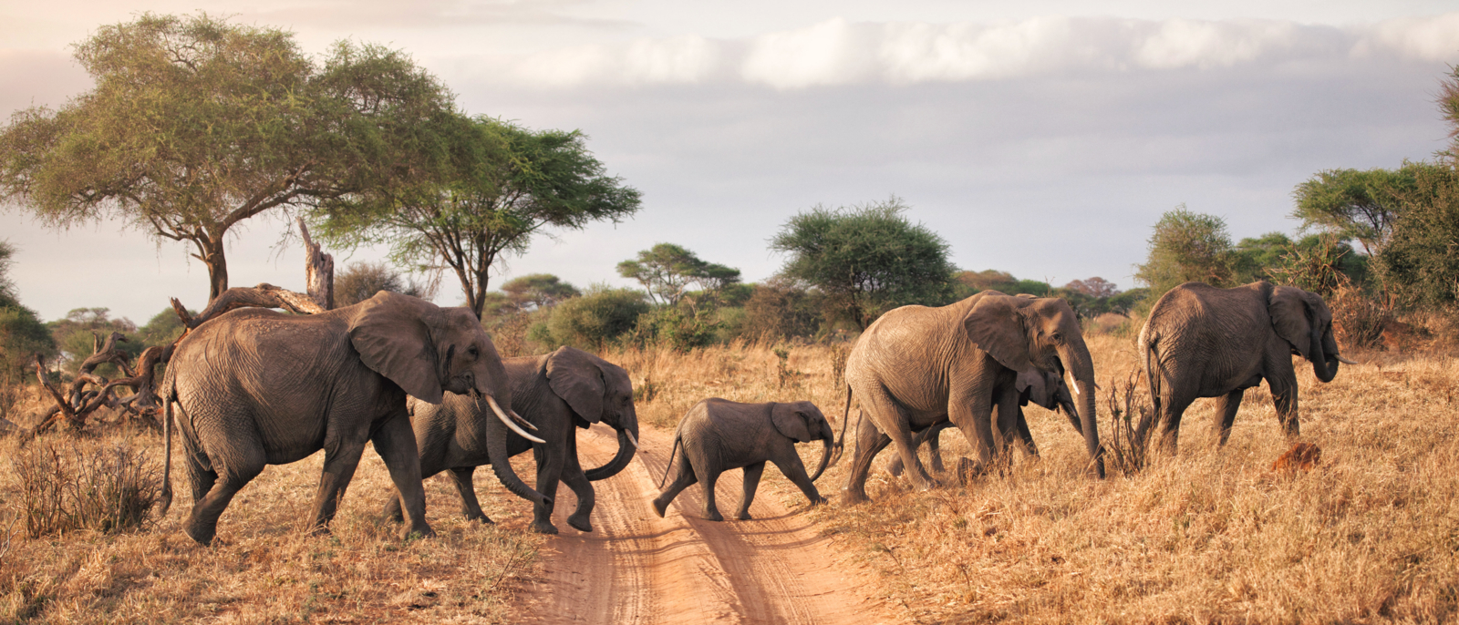 A family of elephants in Tarangire National park, Tanzania