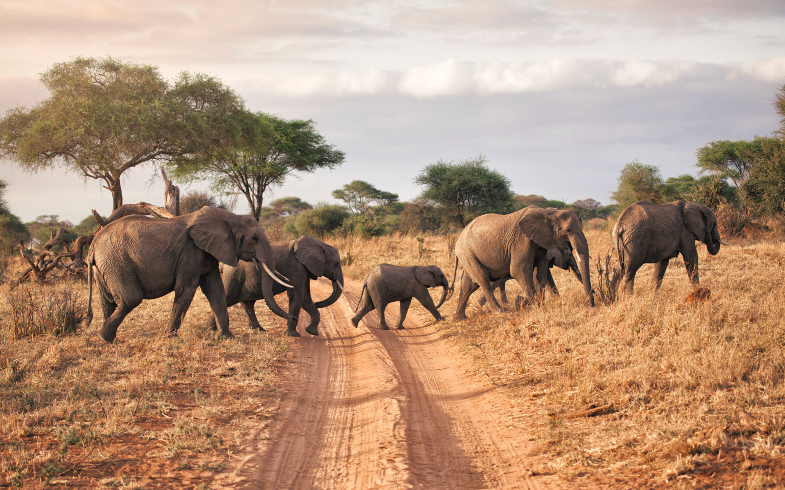 tanzania documentary safari