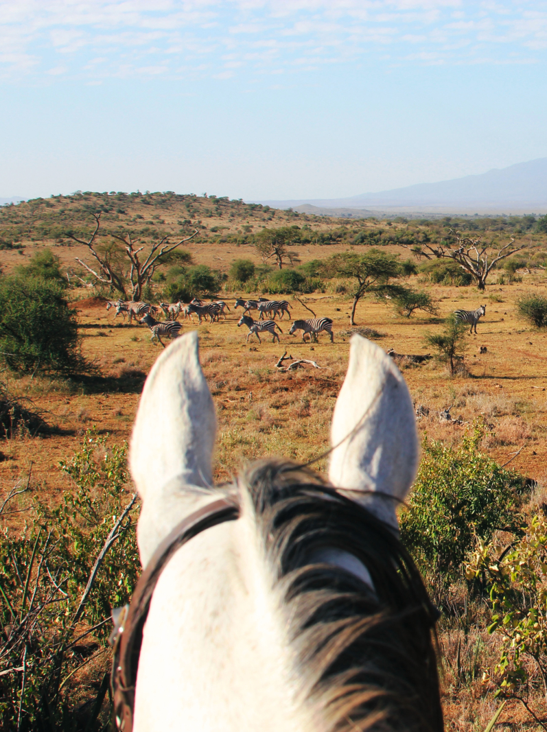 Horseback safari view of zebra in front of Mt Meru, Tanzania