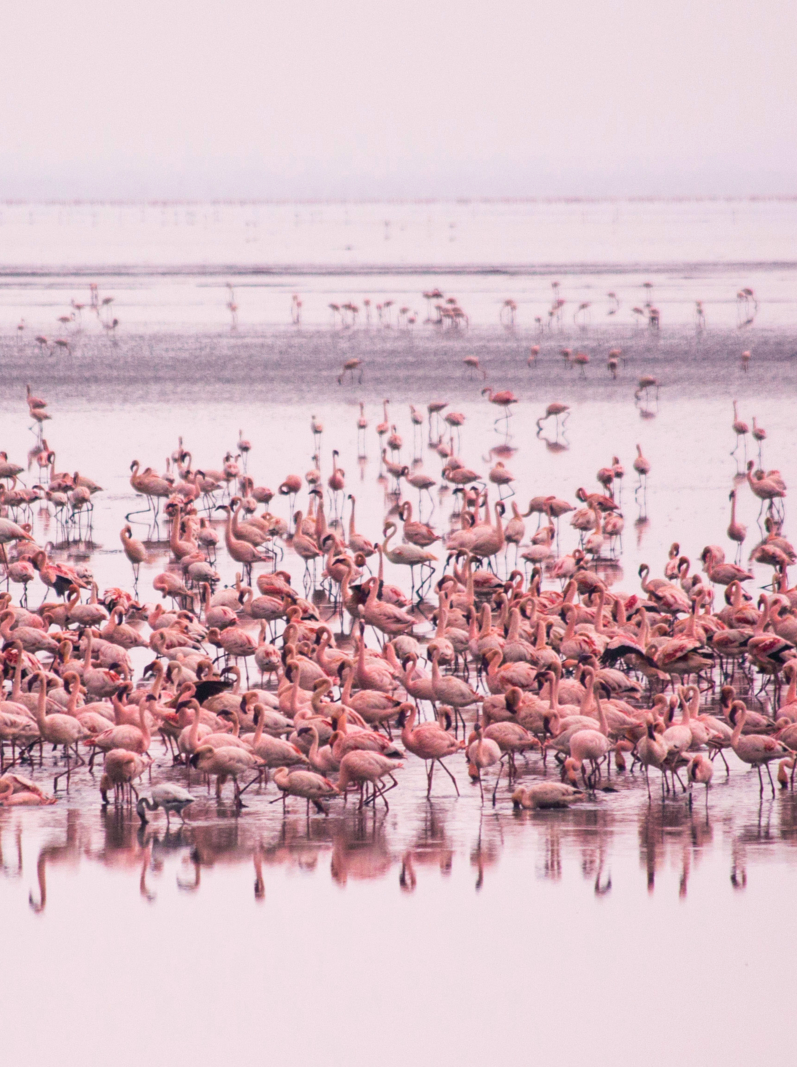 Groupe de flamants roses au parc national du lac Manyara. Oiseaux africains. safari en Afrique. Flamingo africain. Parc national de Manyara, Tanzanie