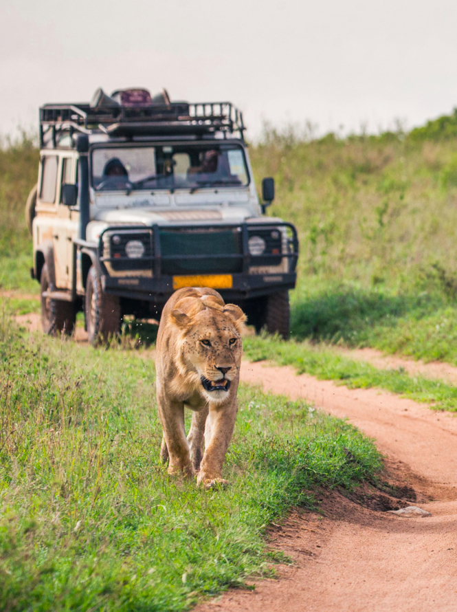 Des lionesses longent la route sur fond de voiture de touristes. Afrique. Tanzanie. Parc national du Serengeti