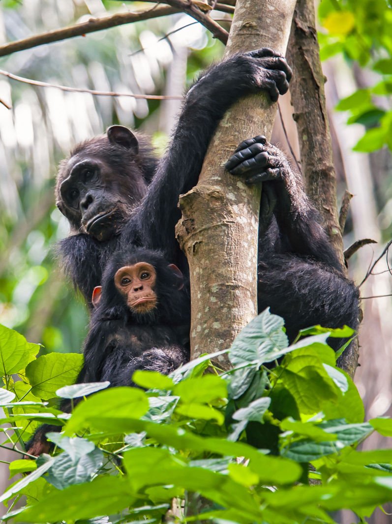 A female Chimpanzee (Pan troglodytes) and her baby sitting on a tree. SHOT IN WILDLIFE in Gombe Stream National Park in Western Tanzania
