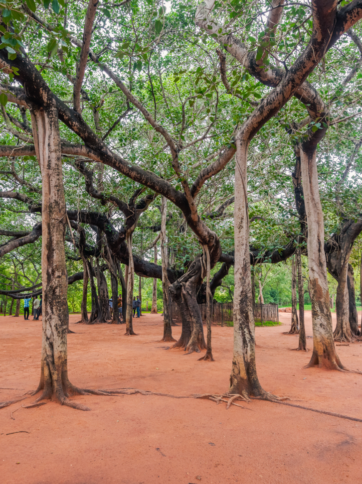 Giant Banyan tree in Auroville, South India
