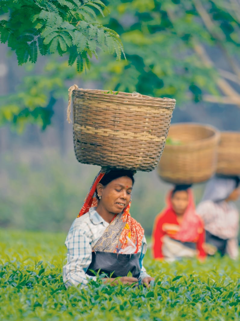 A tea tribe woman plucking tea-leaves in a tea garden in Assam.
