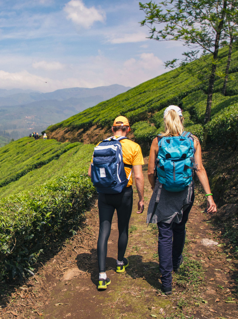 Rear view of two hikers walking through the tea plantations in the Letchi Hills in Munnar, India.