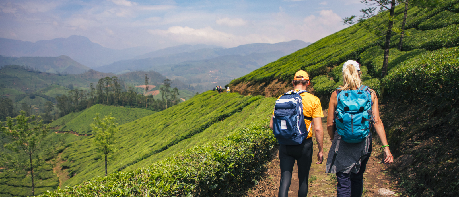 Rear view of two hikers walking through the tea plantations in the Letchi Hills in Munnar, India.
