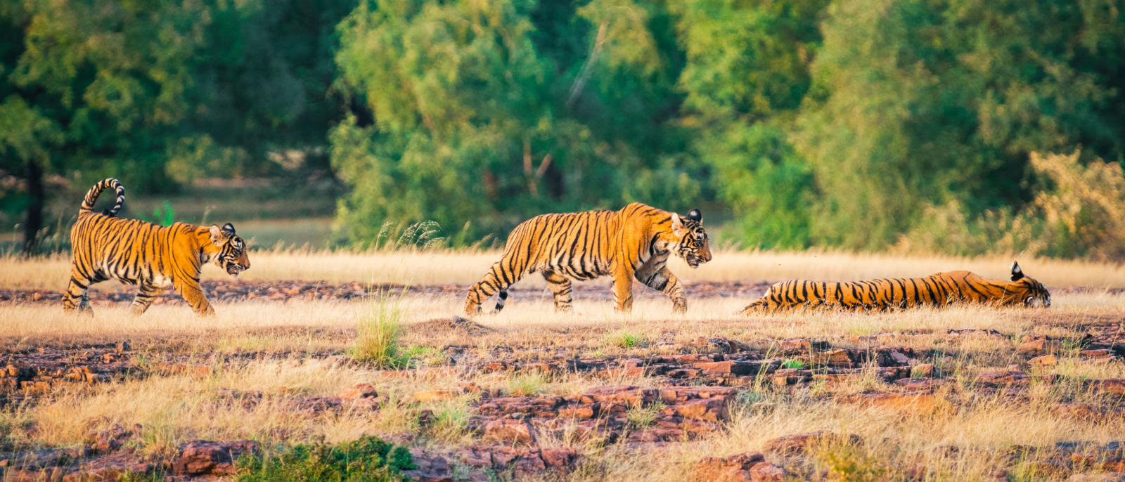 A tigress and her cubs whole tiger family resting during evening light at Ranthambore Tiger Reserve, India