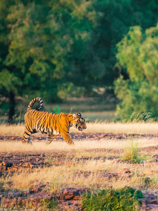 A tigress and her cubs whole tiger family resting during evening light at Ranthambore Tiger Reserve, India