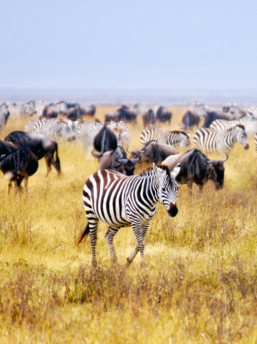 wildebeest and zebra's are grazing on the savannah in Africa