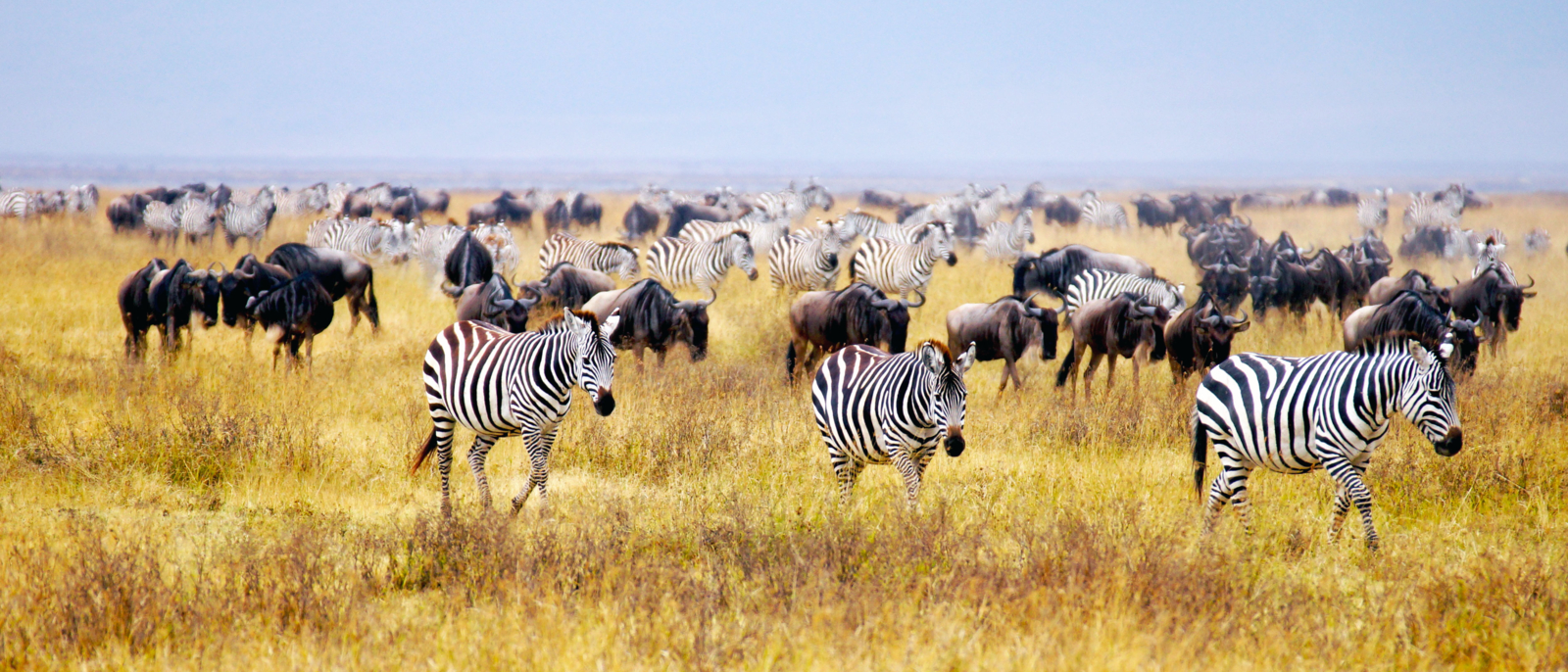 wildebeest and zebra's are grazing on the savannah in Africa