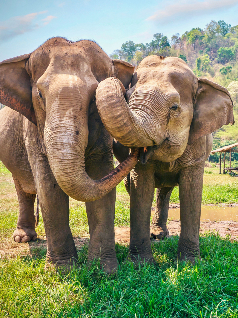 Close-up view of two Asiatic elephants, with muddy skin, standing very close to each other, touching their trunks on each other's faces, including inside the mouth. They are in a rural tropical setting, in southeast Asia.
