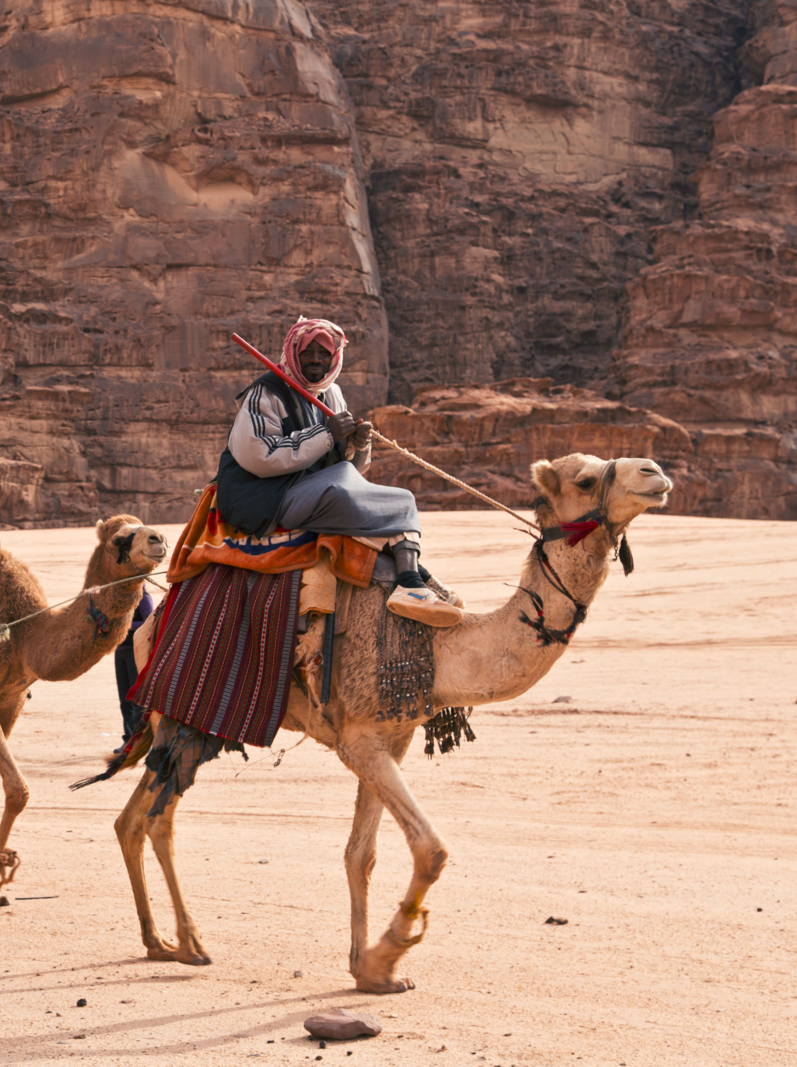 Camel caravan traveling in Wadi Rum,Jordan