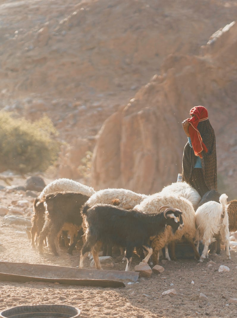 Des bergers bédouins locaux rassemblent des moutons et des chèvres dans la réserve de biosphère de Dana, Jordanie
