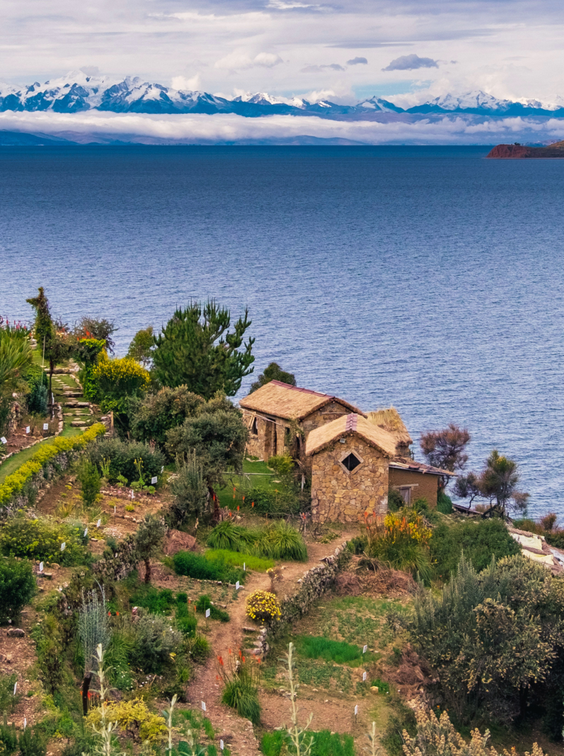 View of Lake Titicaca from Isla del Sol, animal-shaped tree and in the background the Bolivian snowfall