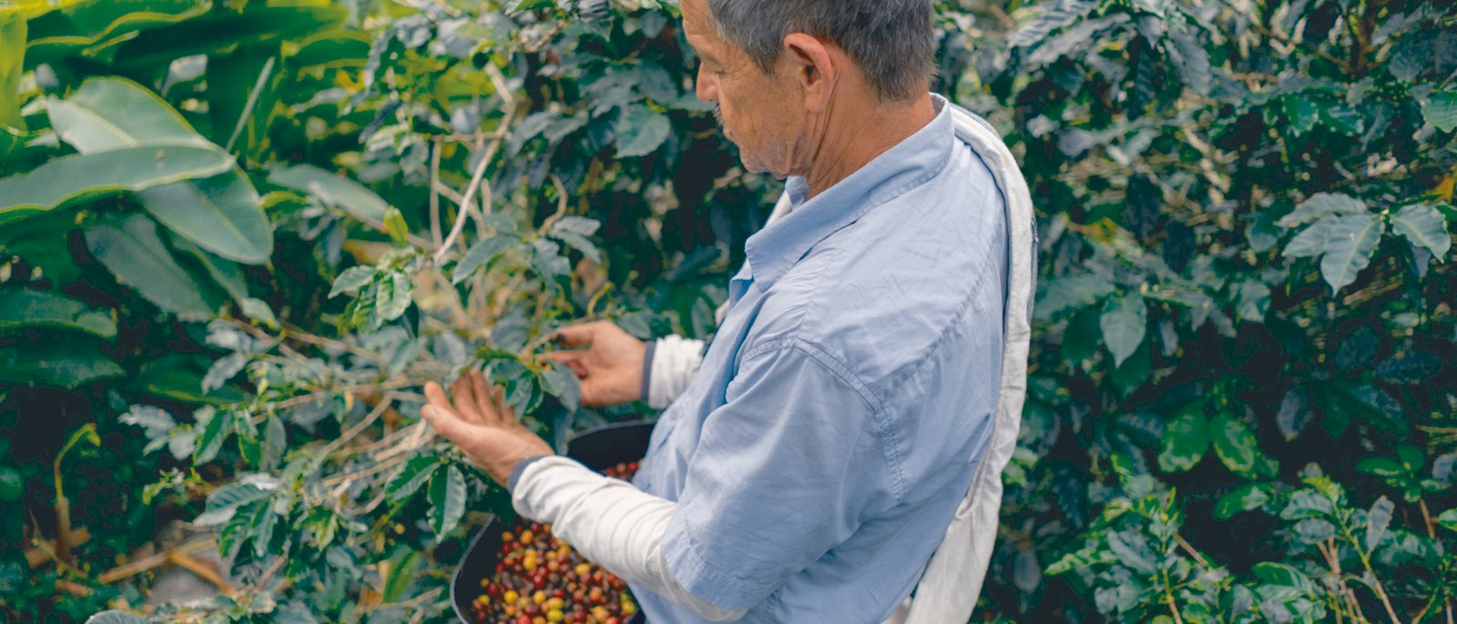 Latin American farmer collecting coffee beans at a farm - agriculture concepts