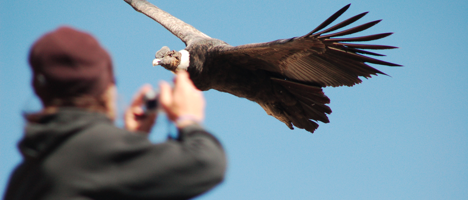 This snapshot shows the bigness of the condors. I took this picture over the Colca Canyon in Peru.