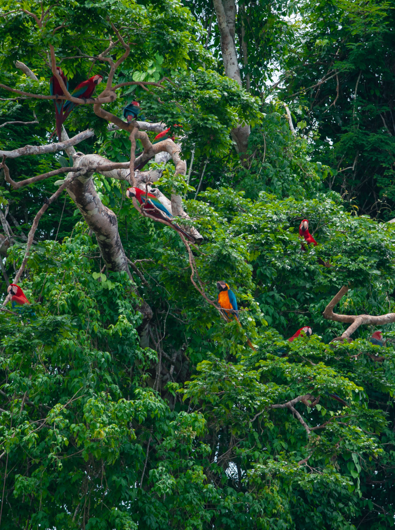 Macaws on a tree in Tambopata National Reserve, Peru