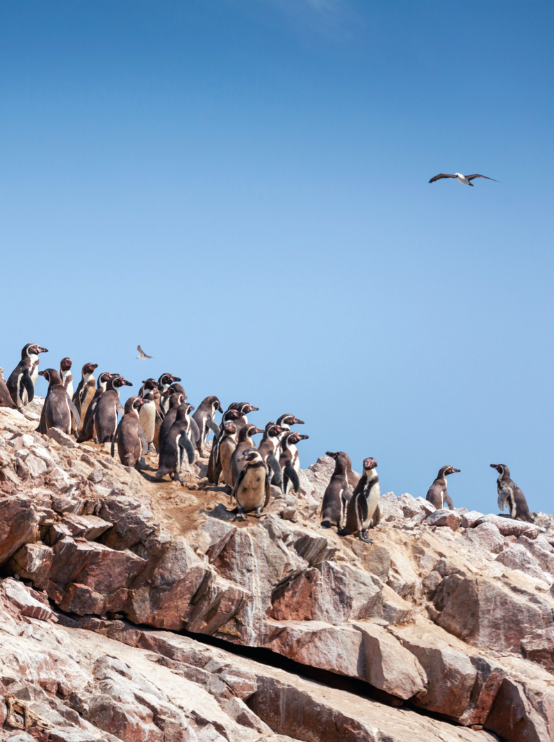 A large group of penguins stands on a rock, Ballestas Islands, Paracas Nature Reserve, Peru, Latin America