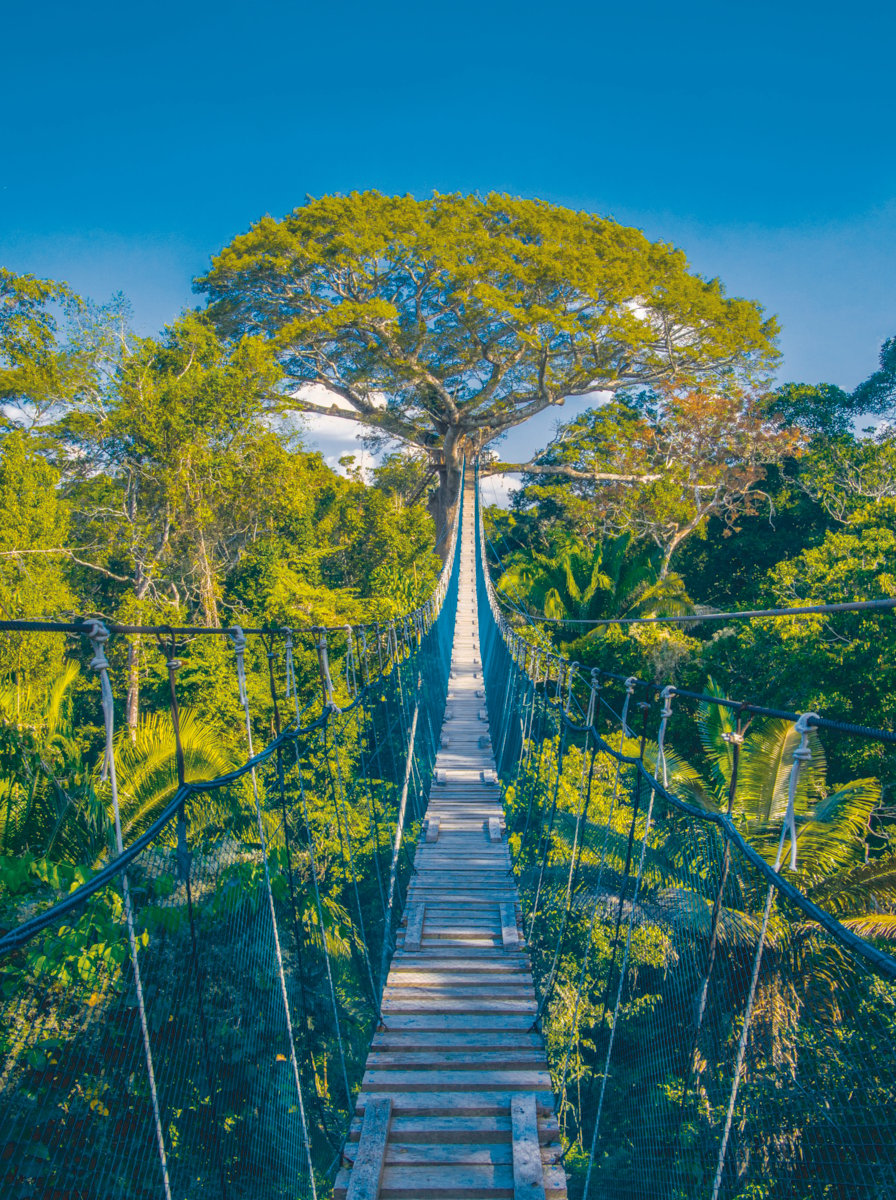 Un pont de bois, chemin jusqu'au sommet d'un arbre dans la jungle amazonienne du Pérou