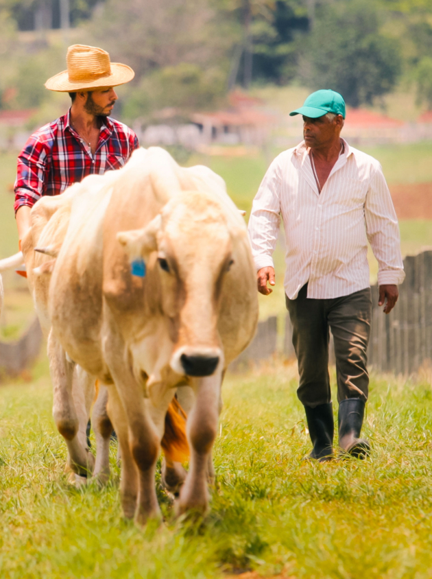 Everyday life for farmer with cows in the countryside. Peasant work in Latin America with livestock in family ranch. Grandpa, dad and son grazing cattle.