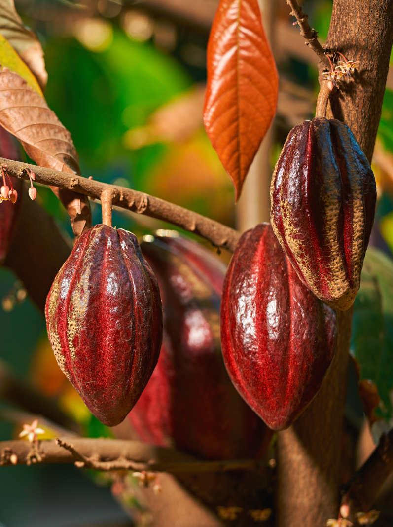 Group of red cocoa pods hanging on tree branch