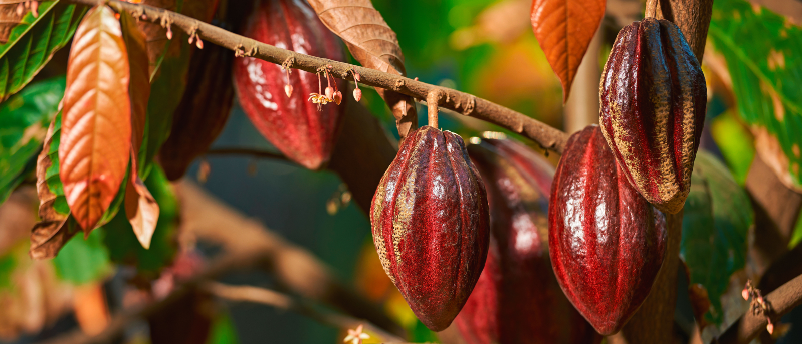 Group of red cocoa pods hanging on tree branch