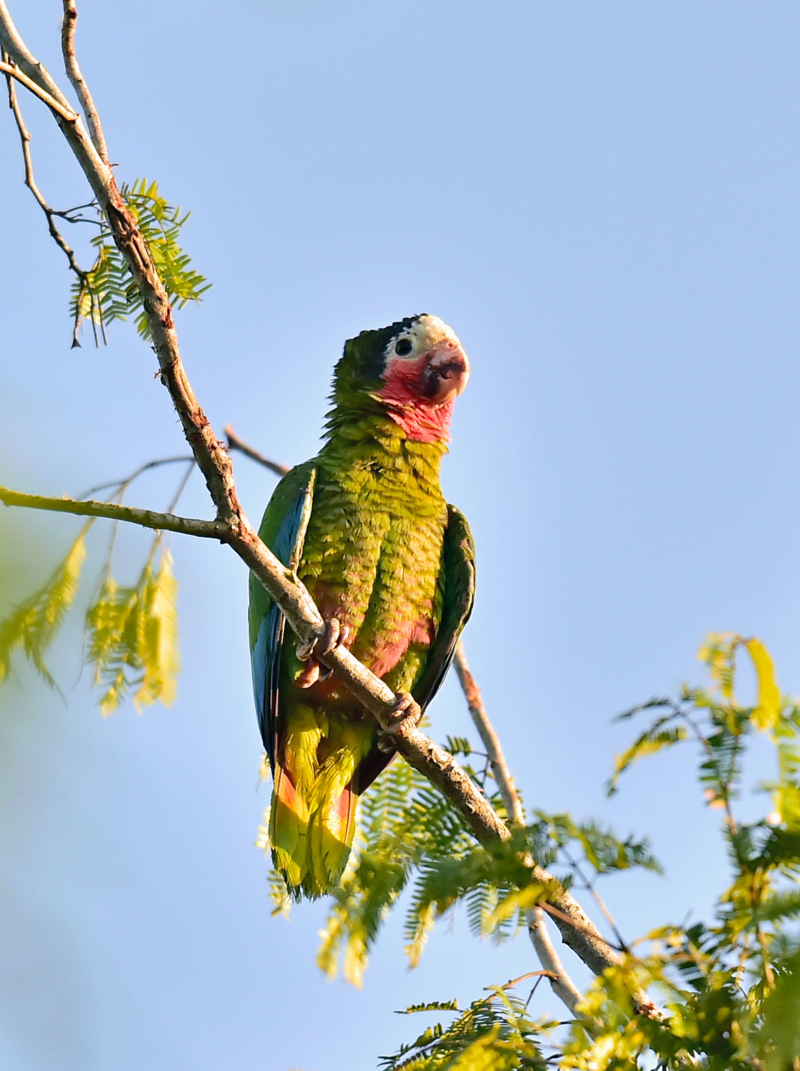 Cuban Parrot (Amazona leucocephala leucocephala), Cuban Parrot Amazona leucocephala adult perched in tree, Republic of Cuba in March.