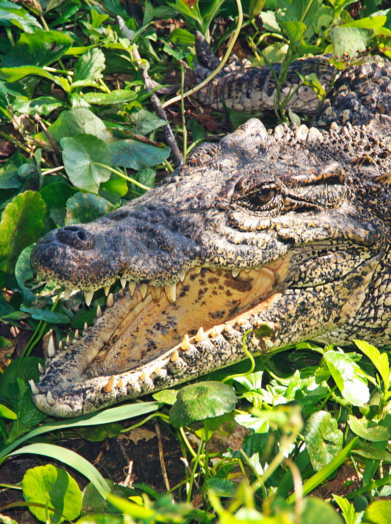 Cuban crocodile (Crocodylus rhombifer) is a small species of crocodile found only in Cuba. This specimens are from the south of the island in Zapata Swamp