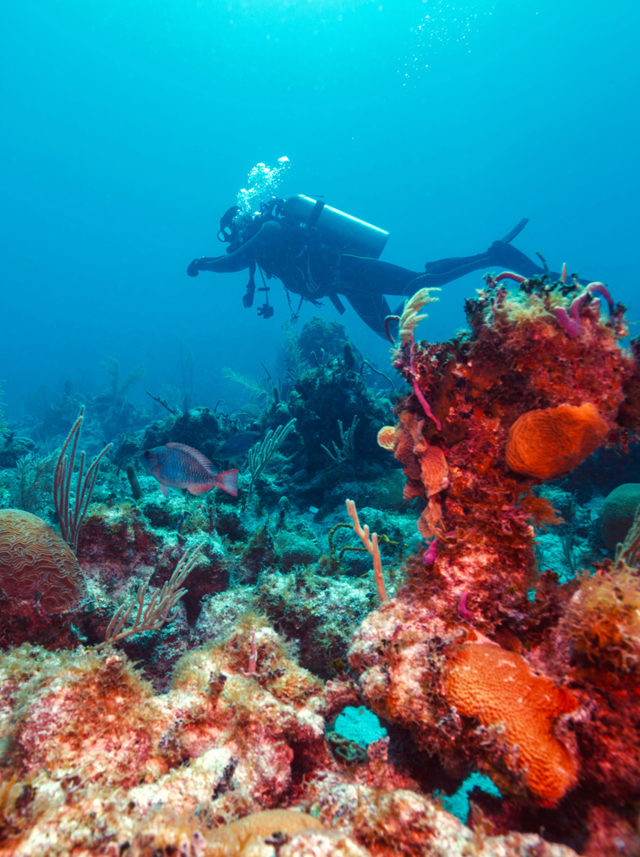 Diver near corals, Cuba