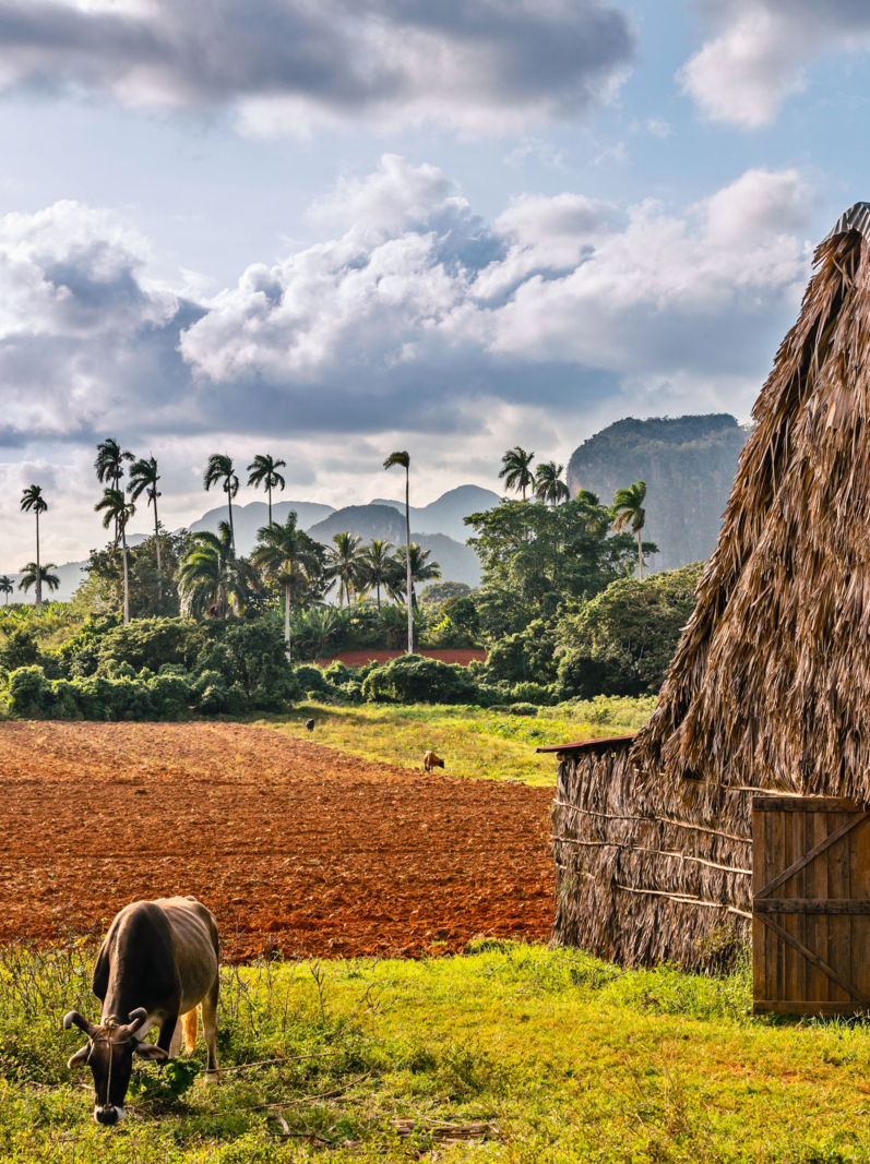Tobacco plantation with hut and cows and palms in the background, Vinales valley, Pinar Del Rio, Cuba