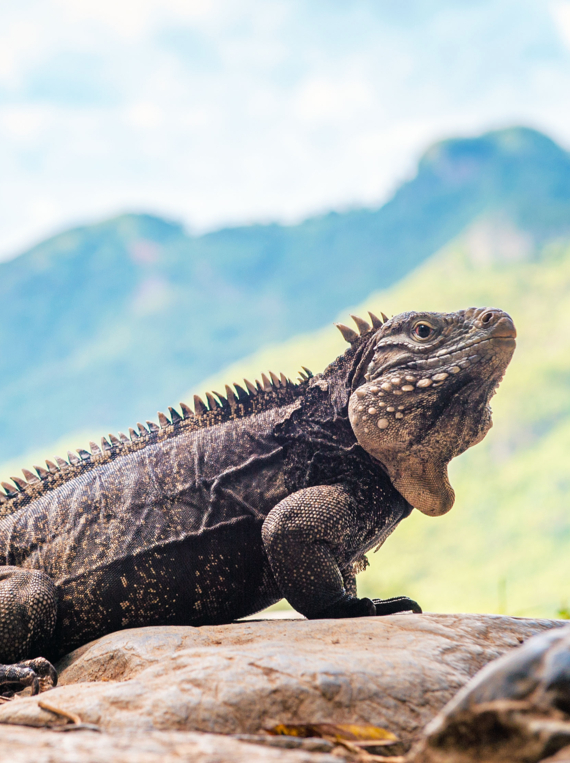 Iguana dans la montagne. L'iguane de roche cubain (Cyclura nubila), aussi connu sous le nom d'iguane de terre cubain.