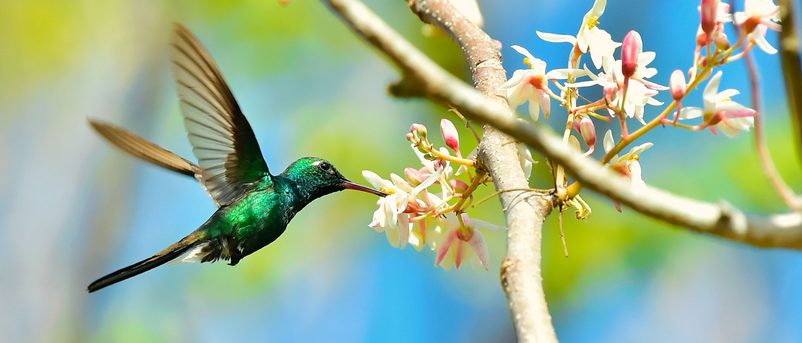 Flying Cuban Emerald Hummingbird (Chlorostilbon ricordii), Cienaga de Zapata, Cuba