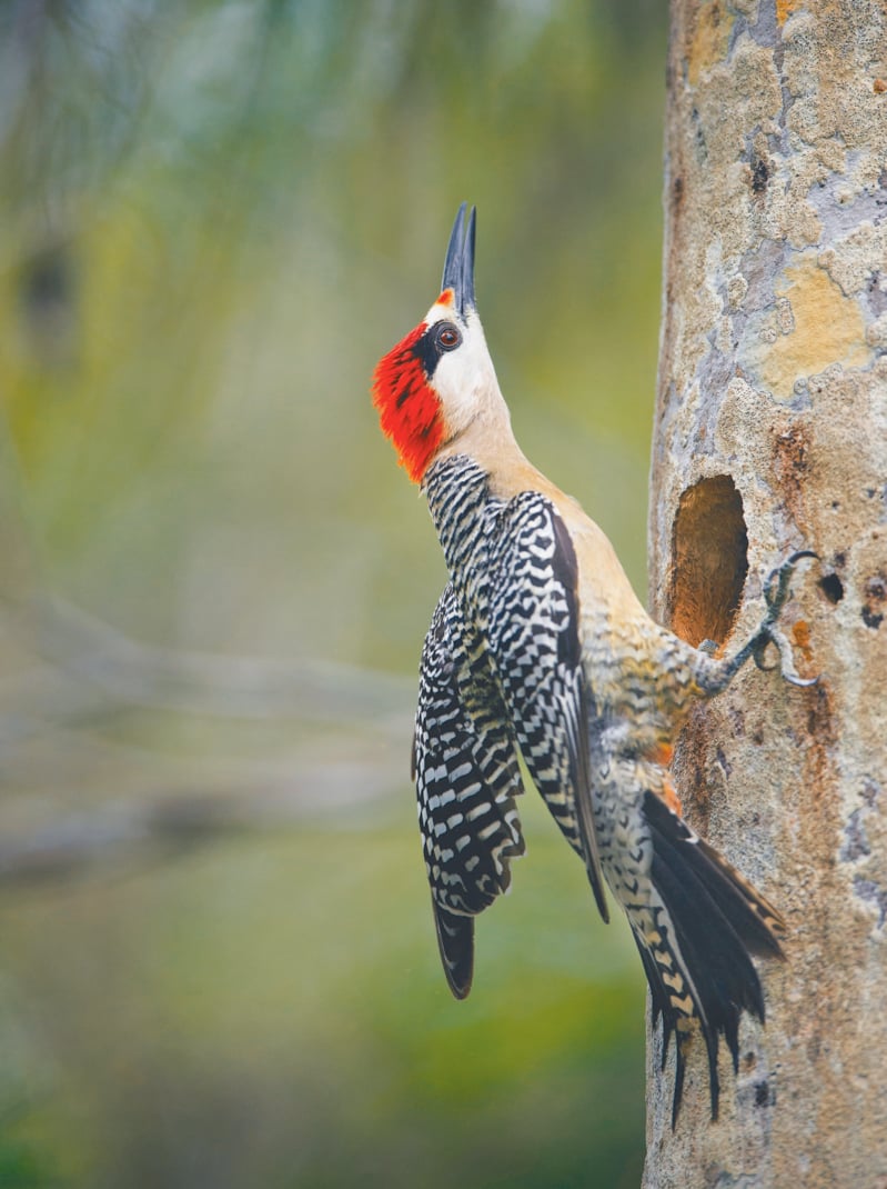 West Indian Woodpecker (Melanerpes superciliaris) . Cuba