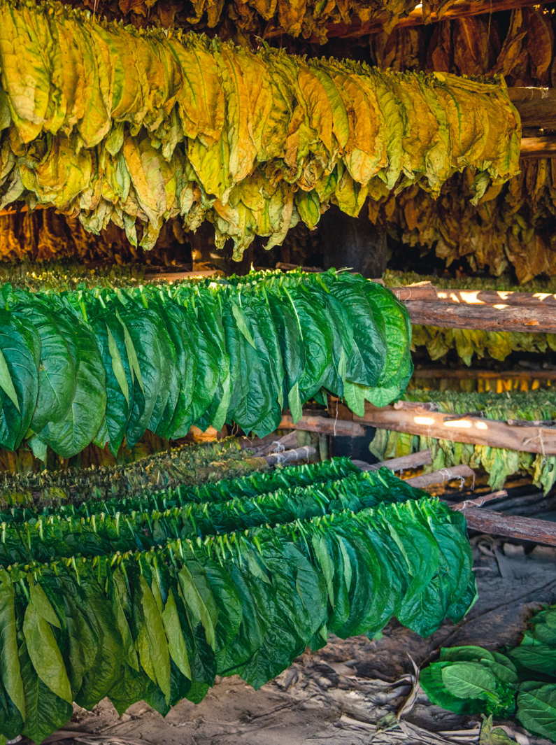 Tobacco leaves drying in the shed. Cuba. Vinales
